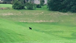 I clearly don’t live in a bear-free community, as evidenced by this guy hanging out in a retention ditch near my home